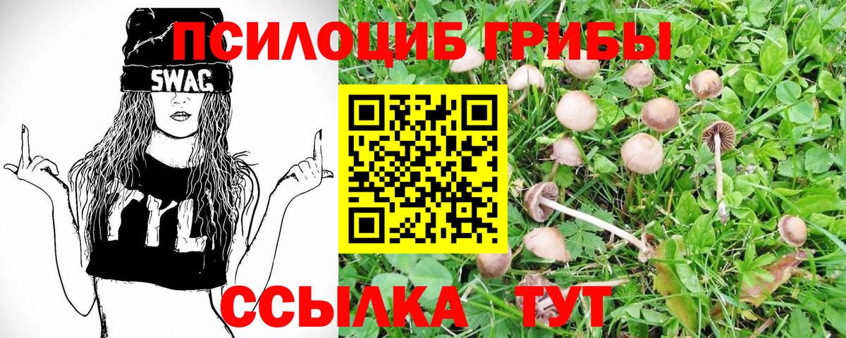 Михайловка  Псилоцибиновые грибы Psilocybe  Псилоцибиновые грибы мухоморы  Вход с VPN 