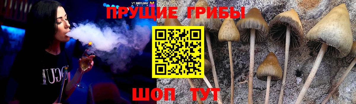 Псилоцибиновые грибы Psilocybe Михайловка